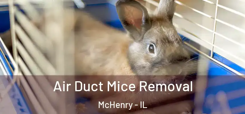  Air Duct Mice Removal McHenry - IL